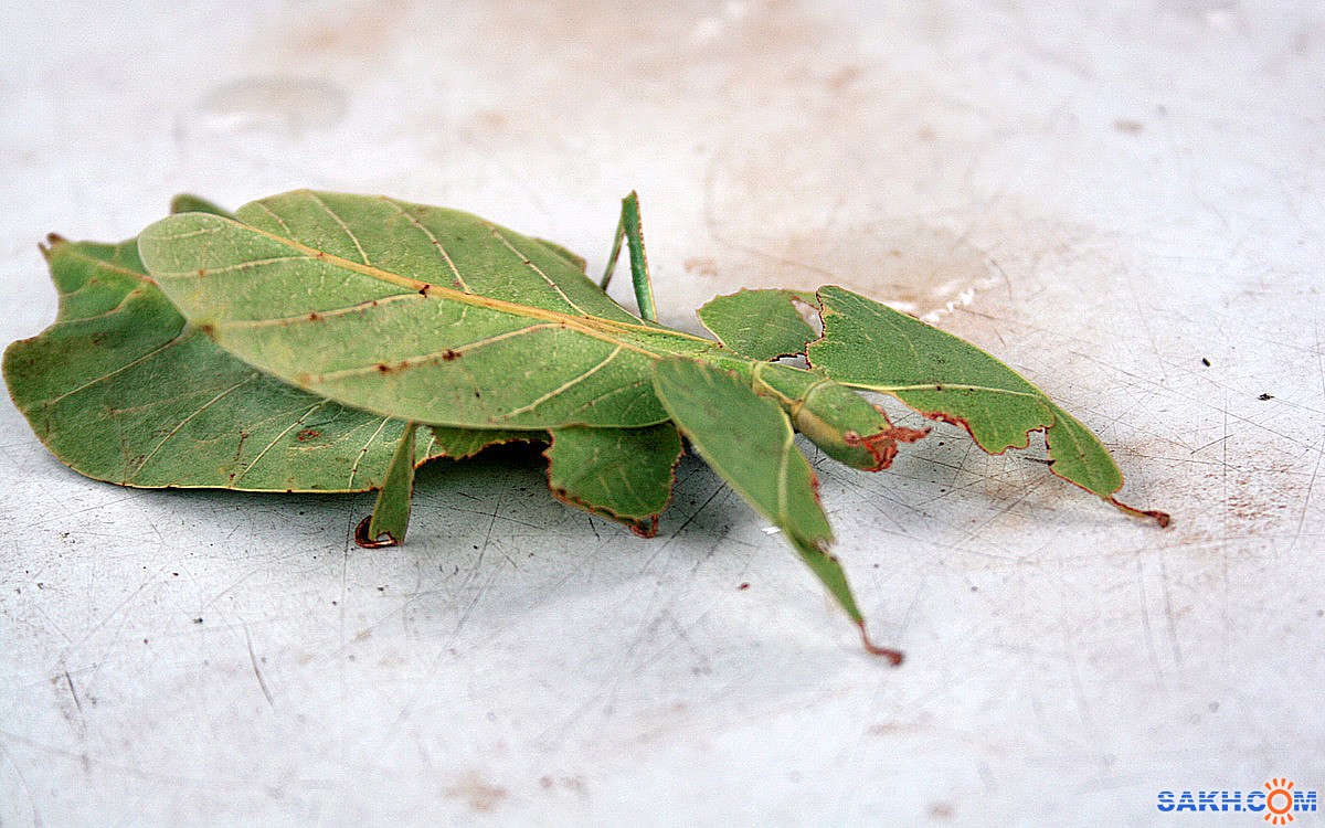 Коробочки насекомых на листьях. Жук листок. Жук листовик. Жук палочник листовидка. Палочник листотел.
