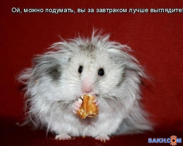 Мышь

Просмотров: 685
Комментариев: 0