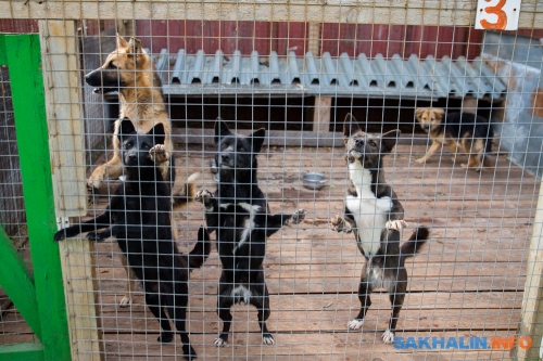 Кот и пес приют