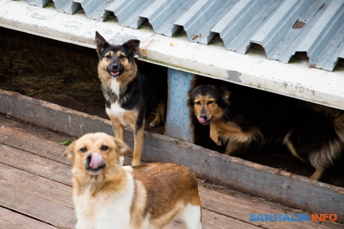 Кот и пес приют