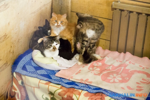 Кот и пес приют