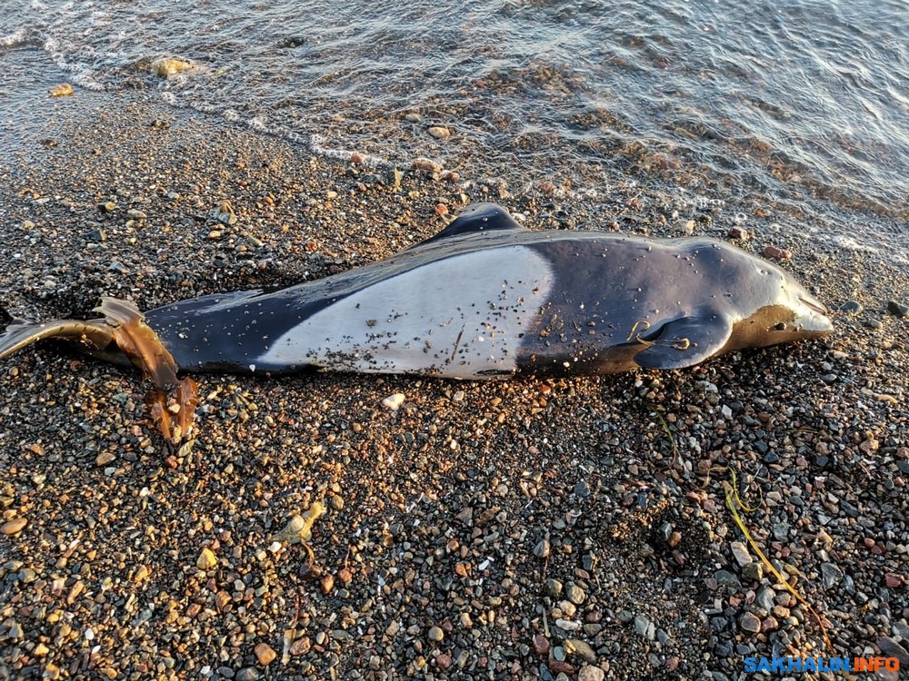 Фото Охотского Моря В Охотске