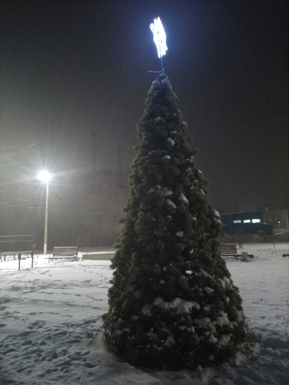 елочка в зимнем лесу. села на ель. многоствольная ель усть-куломский район. елки сел. елки сел.