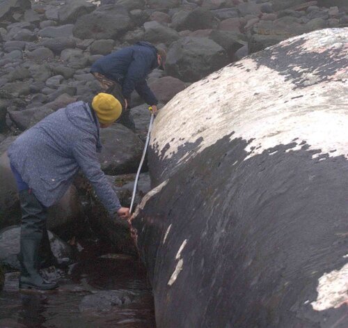 Учёные проводят замеры погибшего кита