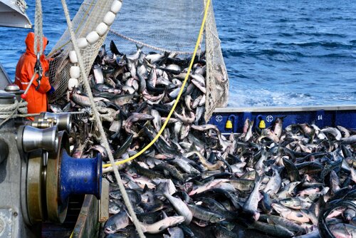 Фото «Гидростроя»