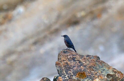 Синий каменный дрозд, сентябрь 2022 года. Вряд ли гнездо синего каменного дрозда располагалось в кальдере, эти птицы больше предпочитают скалистые морские побережья. Автор фото: Сергей Стефанов