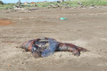 На побережье Поронайска обнаружены тела морских млекопитающих и птиц