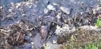 За сброс рыбных отходов в сахалинскую реку никого не накажут