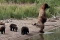 Медведицу с четырьмя малышами заметили на Кунашире