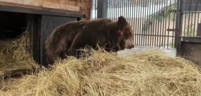 Медведи сахалинского зоопарка готовят себе постели на зиму