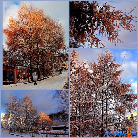 MyCollages=
Лиственица.

Просмотров: 222
Комментариев: 0