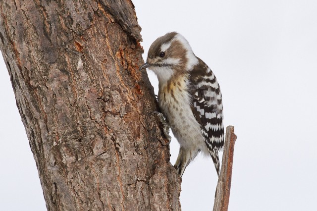 Малый острокрылый дятел
Japanese Pygmy Woodpecker
Просмотров: 860
Комментариев: 4