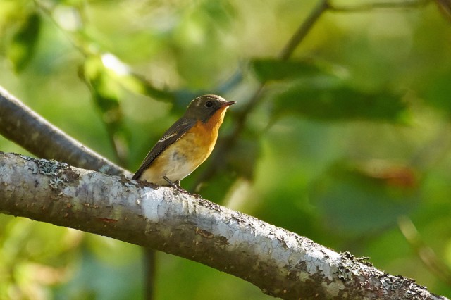 Mugimaki Flycatcher
Фотограф: VictorV
Таёжная мухоловка
Просмотров: 3026
Комментариев: 0