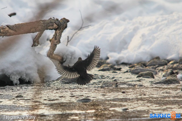 Бурая оляпка
Фотограф: Tsygankov Yuriy

Просмотров: 582
Комментариев: 0