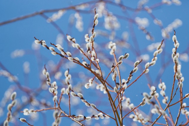 Весна...
Фотограф: VictorV

Просмотров: 636
Комментариев: 1