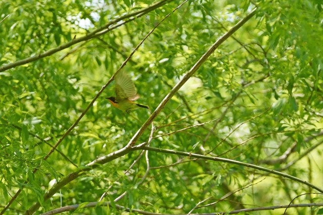Fly away...
Фотограф: VictorV
Японская мухоловка, самец.

Просмотров: 483
Комментариев: 0