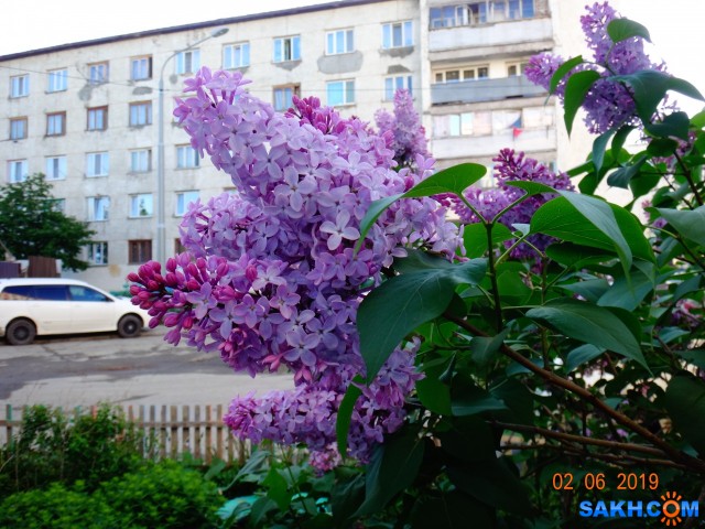 сирень цветёт

Просмотров: 874
Комментариев: 0