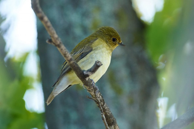 Молодая Японская мухоловка
Фотограф: VictorV
Narcissus Flycatcher
Просмотров: 601
Комментариев: 1