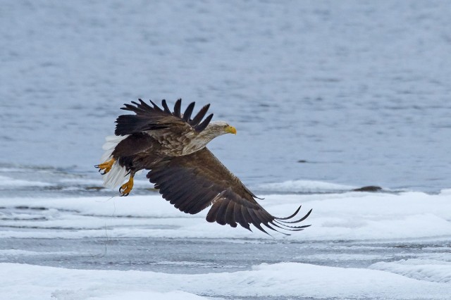 Орлан-белохвост
Фотограф: VictorV
White-tailed Sea Eagle

Просмотров: 855
Комментариев: 3