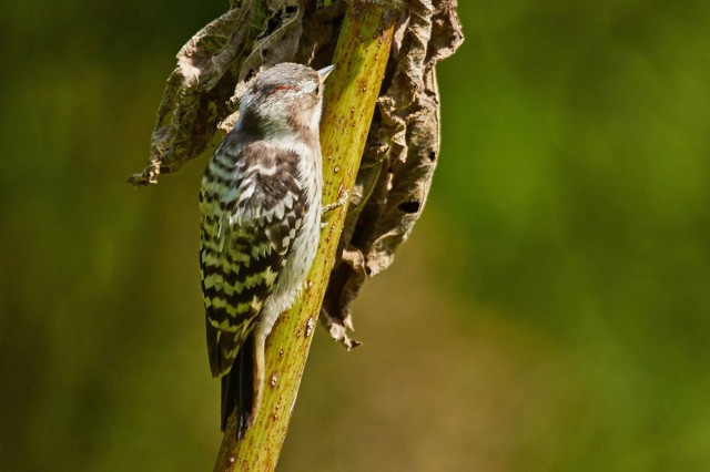 Малый острокрылый дятел
Фотограф: VictorV
Japanese Pygmy Woodpecker

Просмотров: 693
Комментариев: 0