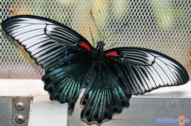Papilio memnon

Просмотров: 1434
Комментариев: 1