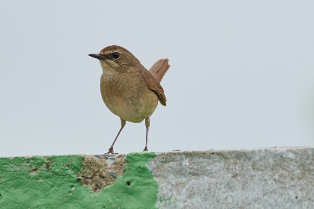 Соловей-красношейка, самка
Фотограф: VictorV
Siberian Rubythroat, female
Просмотров: 981
Комментариев: 1