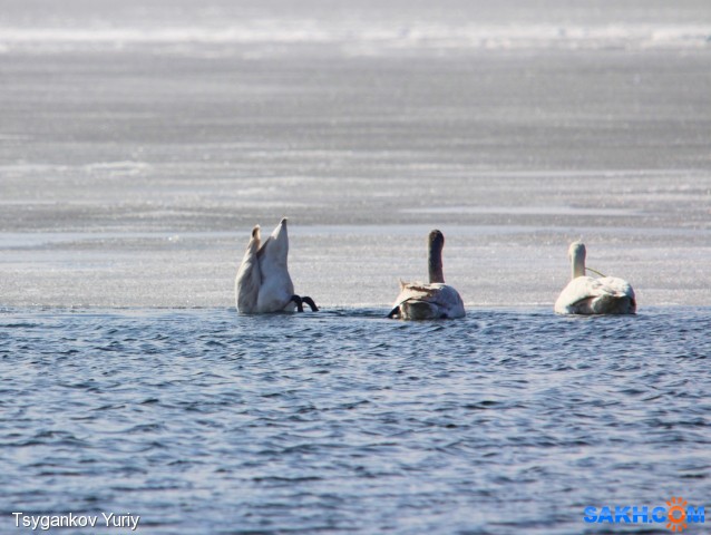 Лебеди достают корм :)
Фотограф: Tsygankov Yuriy
Там довольно мелко...

Просмотров: 928
Комментариев: 0