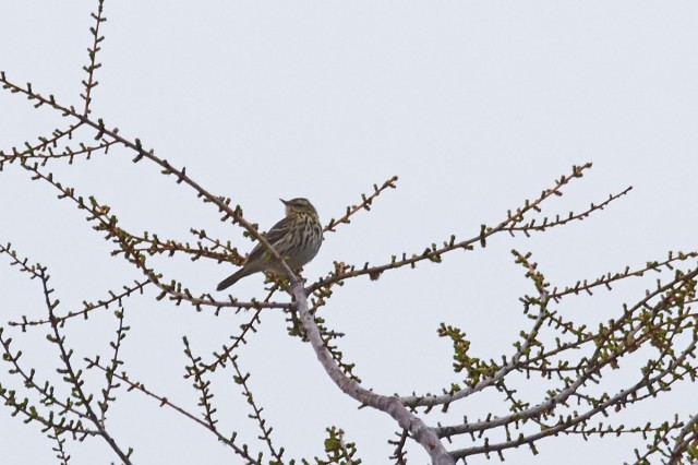 Olive-backed Pipit
Пятнистый конёк
Просмотров: 469
Комментариев: 0