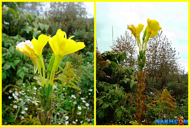 MyCollages (1)