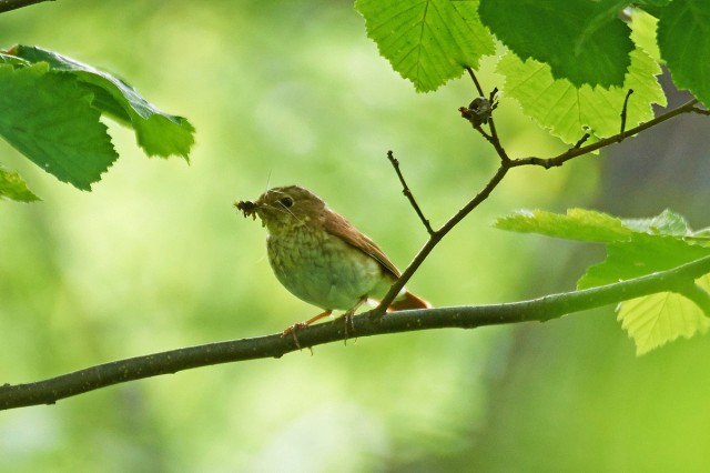 Японская мухоловка, самка
Фотограф: VictorV
Narcissus Flycatcher
Просмотров: 555
Комментариев: 0