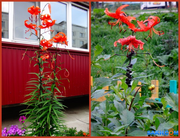 MyCollages

Просмотров: 274
Комментариев: 0