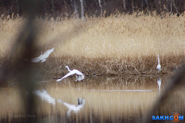 Белые цапли
Фотограф: Tsygankov Yuriy

Просмотров: 776
Комментариев: 0