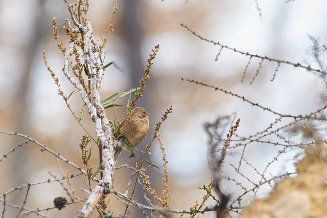 Сибирская чечевица
Фотограф: VictorV
Pallas's Rosefinch
Просмотров: 392
Комментариев: 0