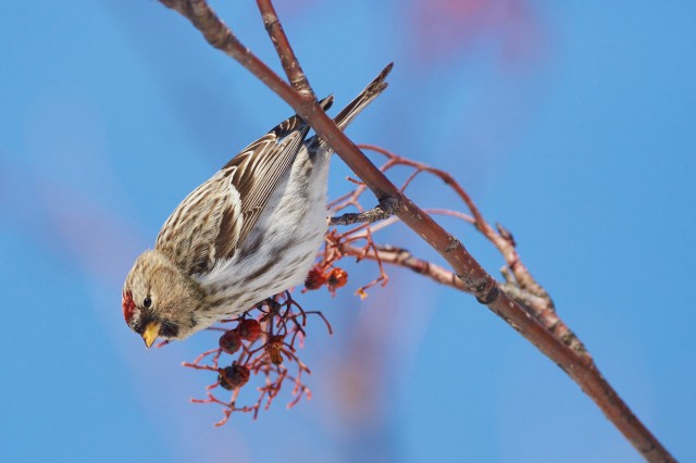 Common Redpoll
Фотограф: VictorV
Чечетка
Просмотров: 433
Комментариев: 0