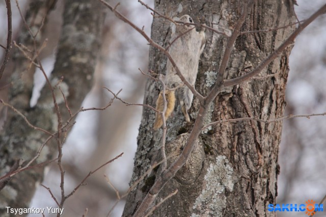Белка-летяга или летучая белка (Pteromys volans)
Фотограф: Tsygankov Yuriy

Просмотров: 499
Комментариев: 0