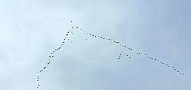 20190426_000811

Просмотров: 734
Комментариев: 0