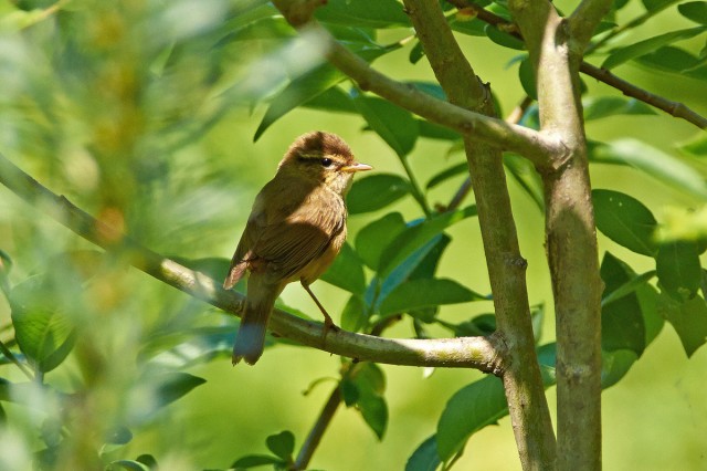 Толстоклювая пеночка
Фотограф: VictorV
Radde's Warbler
Просмотров: 629
Комментариев: 1