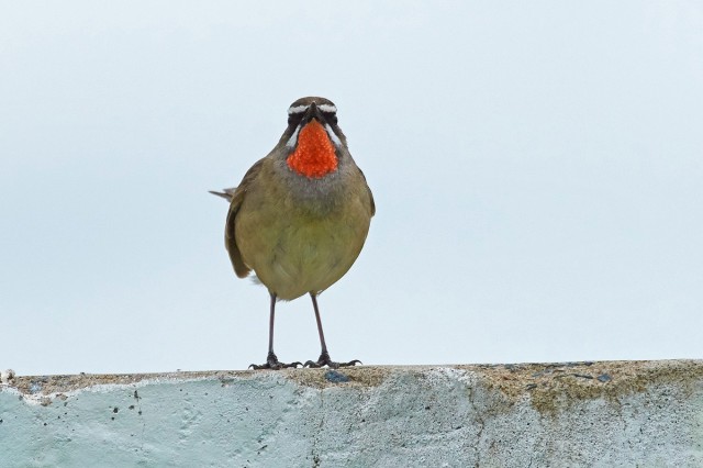 Соловей-красношейка, самец
Фотограф: VictorV
Siberian Rubythroat
Просмотров: 651
Комментариев: 0