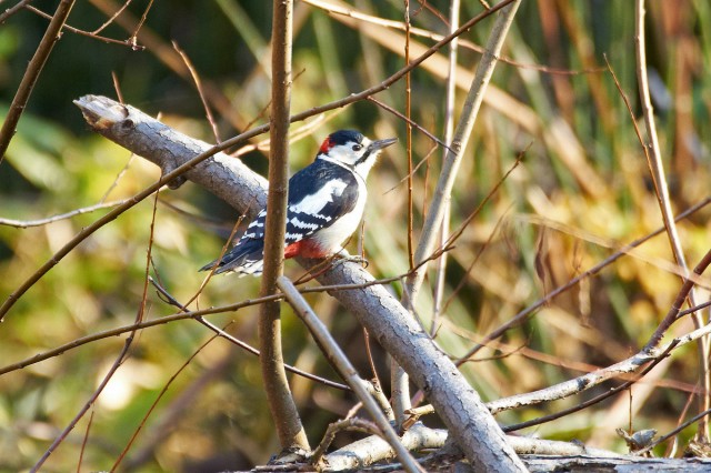 Большой пестрый дятел
Фотограф: VictorV
Great Spotted Woodpecker
Просмотров: 1755
Комментариев: 2