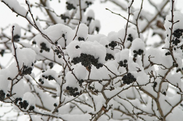 Боярышник под снегом ))
Фотограф: VictorV

Просмотров: 1130
Комментариев: 0