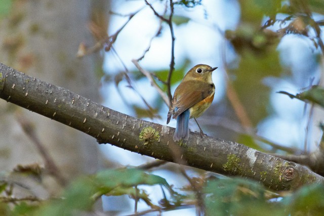 Синехвостка
Фотограф: VictorV
Orange-flanked Bush-robin
Просмотров: 1038
Комментариев: 2