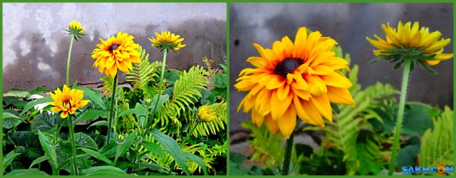 MyCollages==

Просмотров: 158
Комментариев: 0