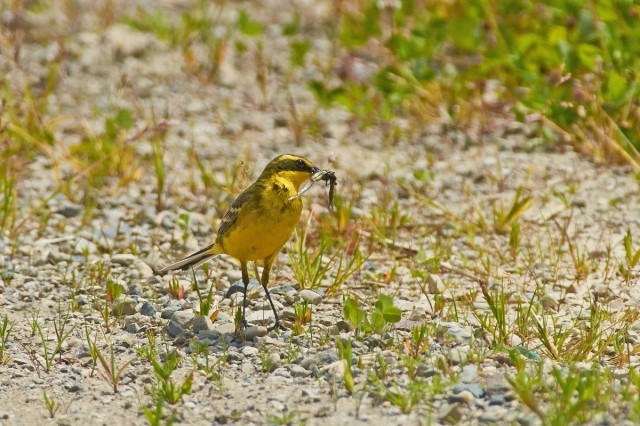 Зеленоголовая трясогузка
Фотограф: VictorV
Green-headed Wagtail
Просмотров: 555
Комментариев: 0