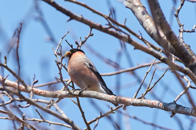 Eurasian Bullfinch
Фотограф: VictorV
Уссурийский снегирь
Просмотров: 504
Комментариев: 0