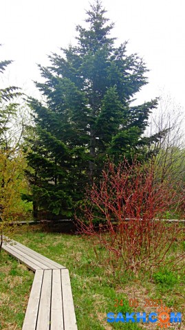 DSC02644
Пихта.

Просмотров: 237
Комментариев: 0
