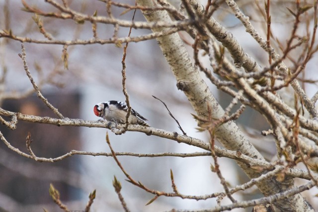 Lesser Spotted Woodpecker
Малый пёстрый дятел

Просмотров: 534
Комментариев: 0