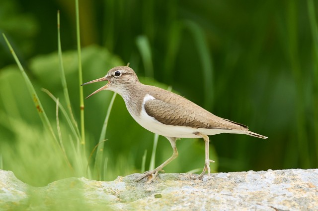 Common Sandpiper
Фотограф: VictorV
Перевозчик
Просмотров: 615
Комментариев: 0