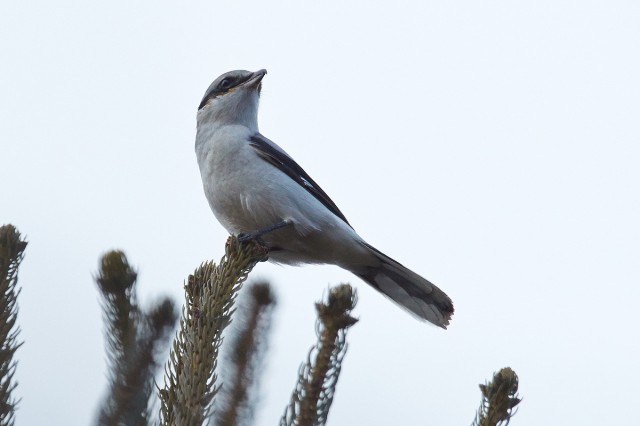 Great Grey Shrike
Фотограф: VictorV
Серый сорокопут
Просмотров: 408
Комментариев: 0