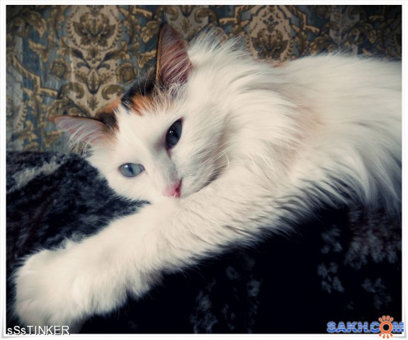 Крошка-Баська
Фотограф: sSsTINKER

Просмотров: 3448
Комментариев: 0