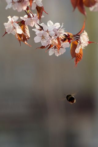 Полёт к намеченной цели...
Фотограф: VictorV

Просмотров: 2151
Комментариев: 0